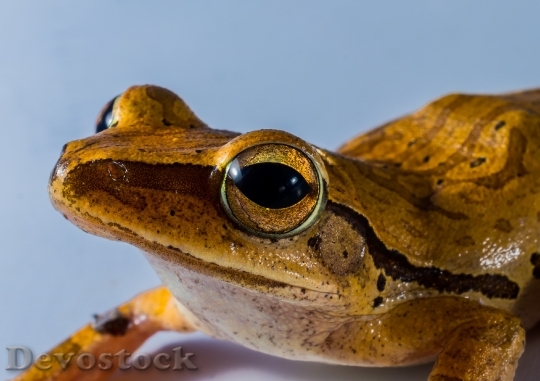 Devostock Animal Frog Close Up 5727 4K
