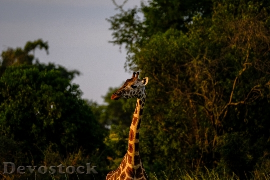 Devostock Animal Giraffe Safari 123848 4K