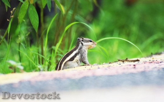 Devostock Animal Grass Blur 63406 4K