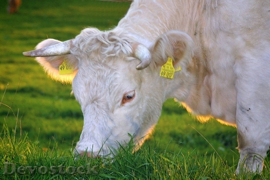 Devostock Animal Grass Cow 6009 4K