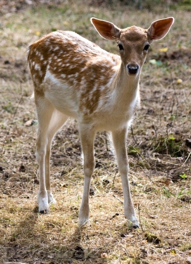 Devostock Animal Grass Deer 6055 4K