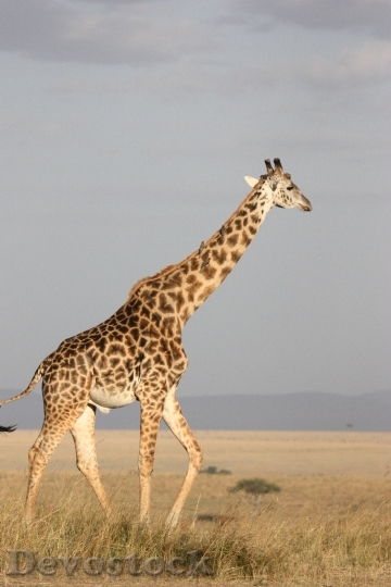 Devostock Animal Grass Giraffe 6752 4K