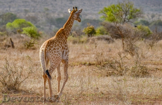 Devostock Animal Grass Giraffe 86535 4K