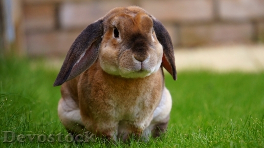 Devostock Animal Grass Rabbit 10473 4K