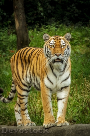 Devostock Animal Grass Tiger 16273 4K