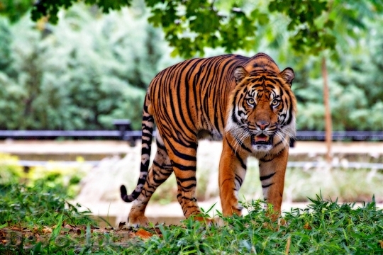 Devostock Animal Grass Tiger 4651 4K