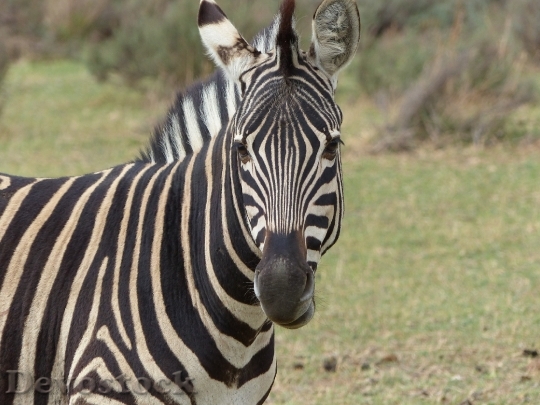 Devostock Animal Grass Zebra 15884 4K