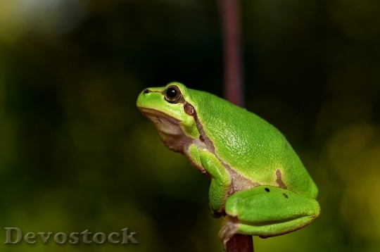 Devostock Animal Green Frog 3569 4K
