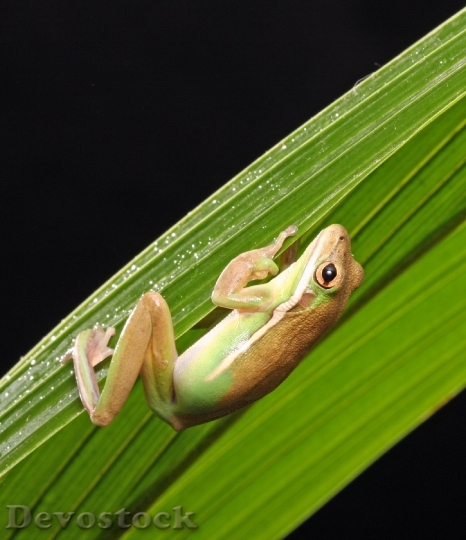 Devostock Animal Green Frog 6761 4K