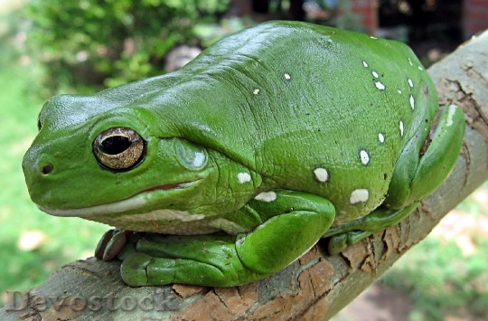 Devostock Animal Green Frog 7884 4K