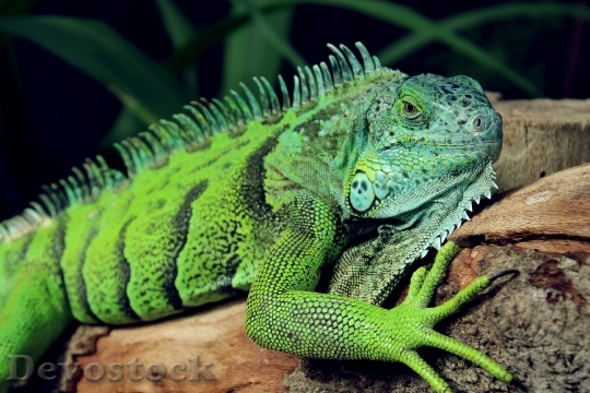 Devostock Animal Green Lizard 2061 4K