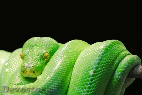 Devostock Animal Green Reptile 4546 4K