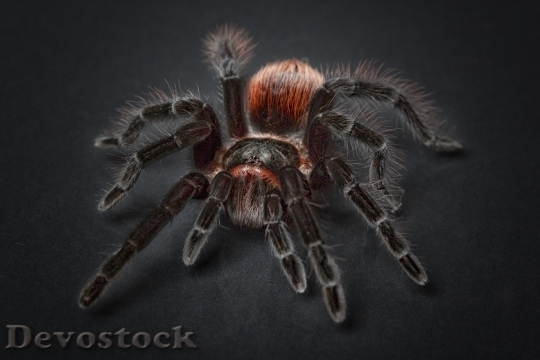Devostock Animal Hairy Spider 23650 4K