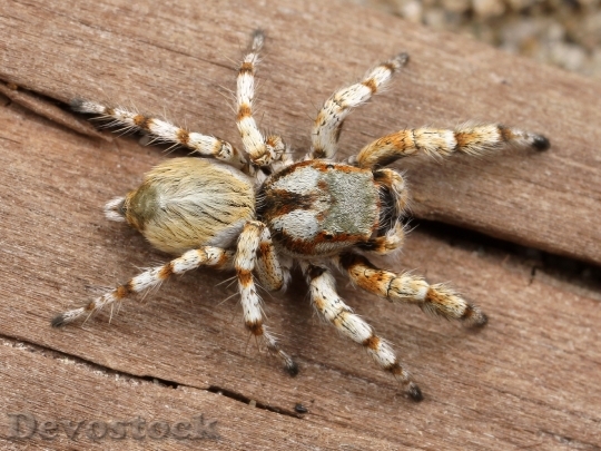 Devostock Animal Hairy Spider 4587 4K