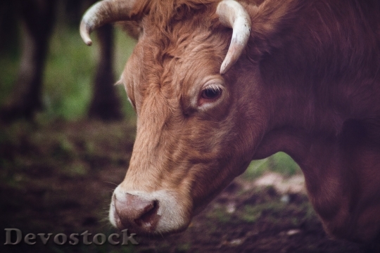 Devostock Animal Head Bull 49233 4K