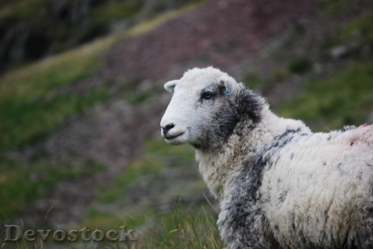 Devostock Animal Hill Sheep 8841 4K