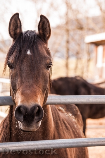 Devostock Animal Horse Animal Photography 5314 4K
