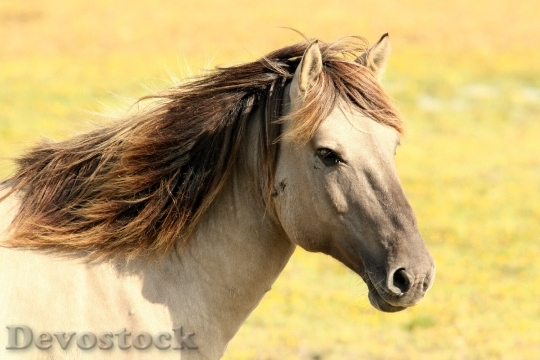 Devostock Animal Horse Pasture 1543 4K