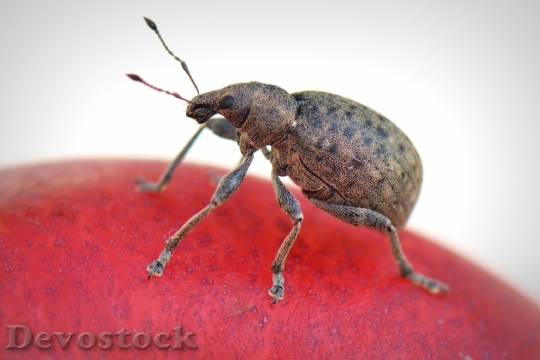 Devostock Animal Insect Beetle 5479 4K