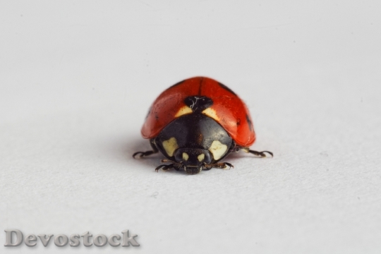 Devostock Animal Insect Ladybird 1859 4K
