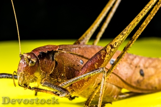 Devostock Animal Insect Macro 5386 4K