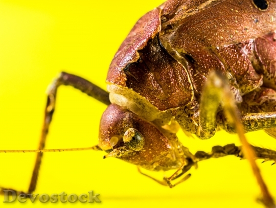 Devostock Animal Insect Macro 5552 4K