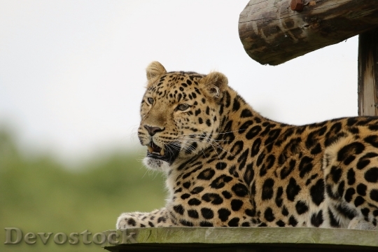 Devostock Animal Jungle Leopard 20963 4K