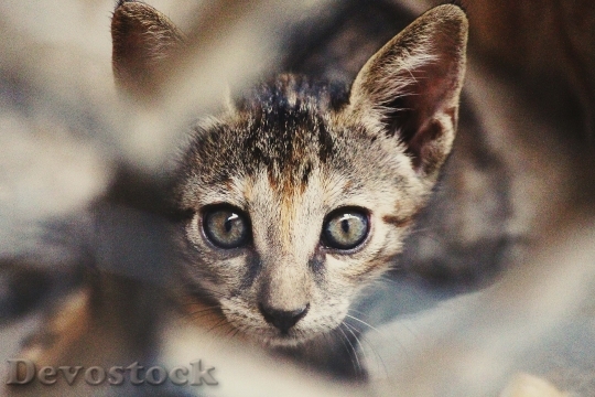 Devostock Animal Kitten Cat 9389 4K