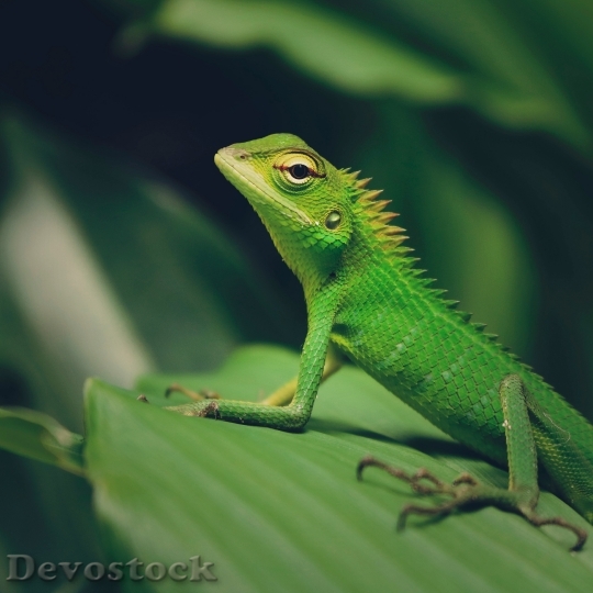 Devostock Animal Leaf Blur 73574 4K