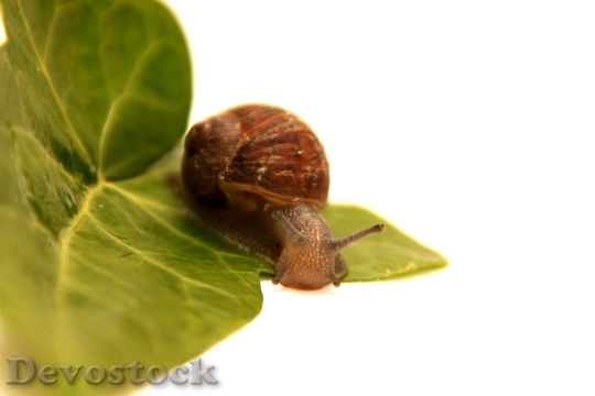 Devostock Animal Leaf Snail 8721 4K