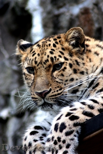 Devostock Animal Leopard Close Up 5129 4K