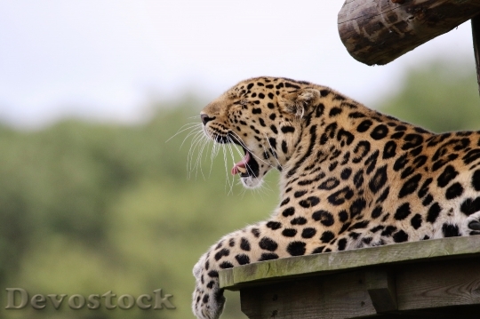 Devostock Animal Leopard Safari 20865 4K
