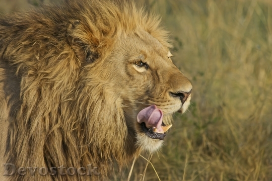 Devostock Animal Lion Predator 4622 4K
