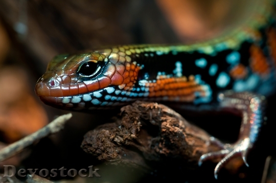 Devostock Animal Lizard Reptile 6355 4K