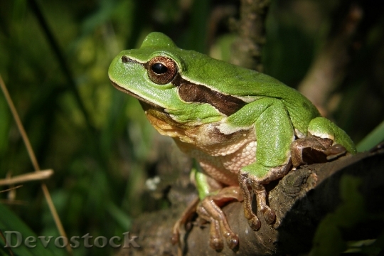 Devostock Animal Macro Frog 4890 4K