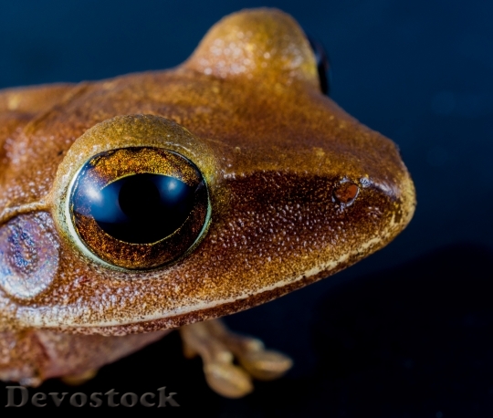 Devostock Animal Macro Frog 5928 4K