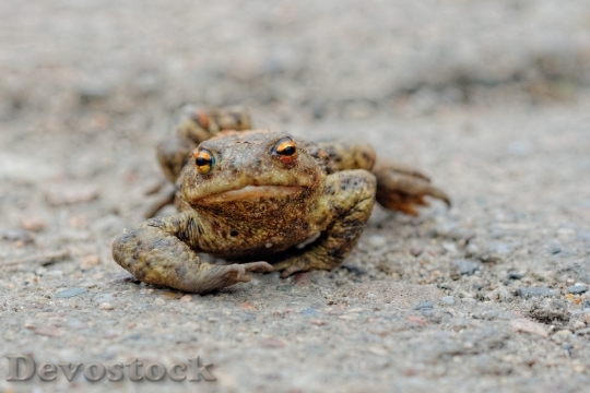 Devostock Animal Macro Frog 8330 4K