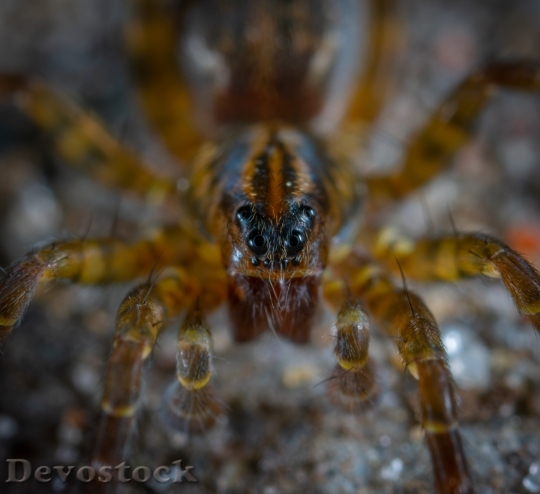 Devostock Animal Macro Spider 108270 4K