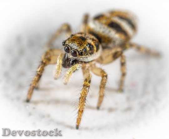 Devostock Animal Macro Spider 110447 4K