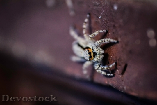 Devostock Animal Macro Spider 12839 4K