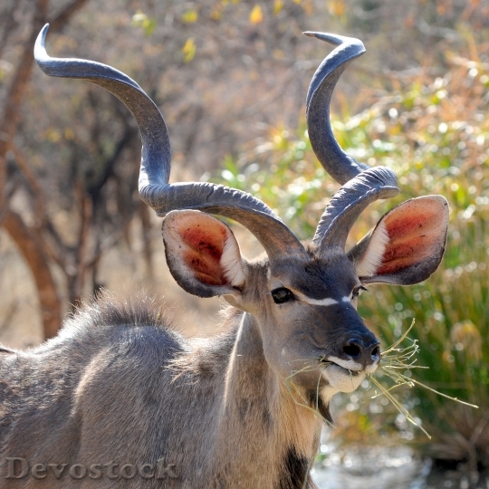 Devostock Animal Mammal Antelope 3384 4K