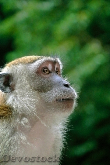 Devostock Animal Monkey Close Up 6616 4K