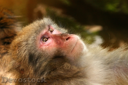 Devostock Animal Monkey Hairy 4053 4K