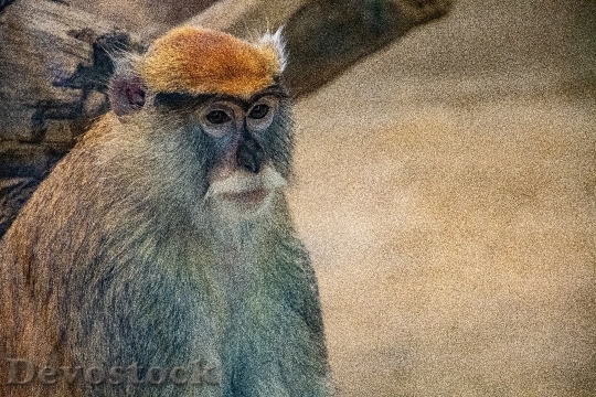 Devostock Animal Monkey Wild 121324 4K