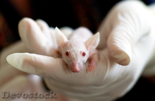 Devostock Animal Mouse Experiment Laboratory HD