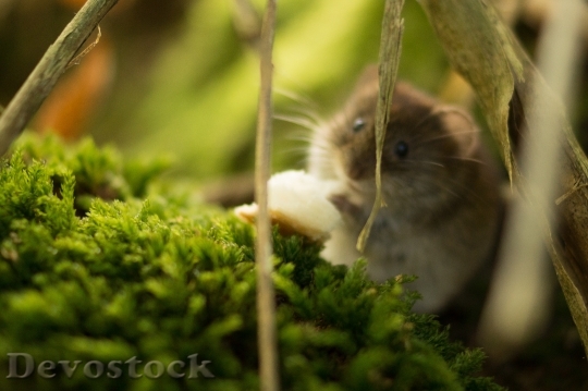 Devostock Animal Mouse Wildlife 918 4K