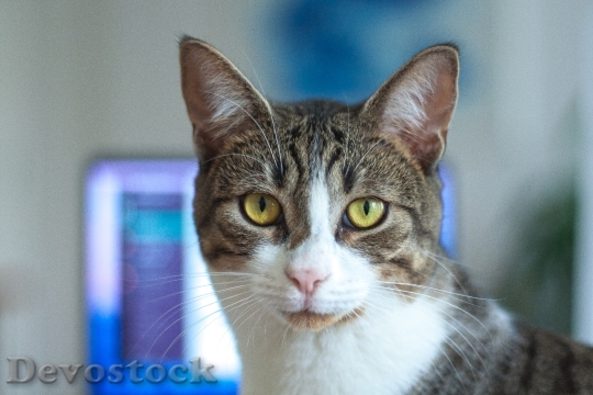 Devostock Animal Pet Cat 90961 4K