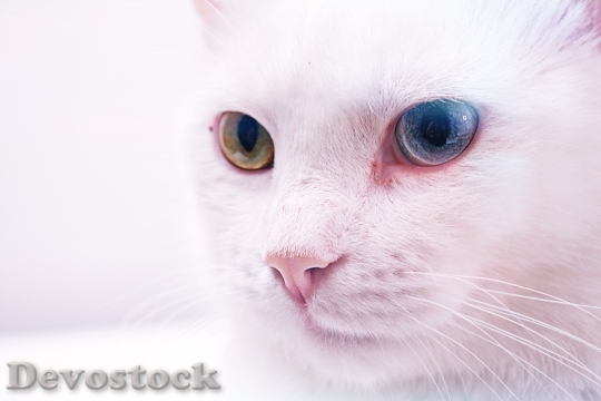 Devostock Animal Pet Cute 136728 4K