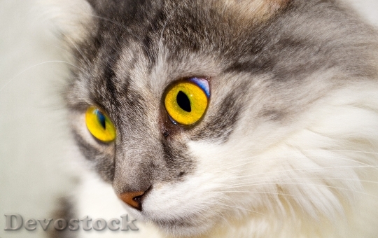 Devostock Animal Pet Eyes 4094 4K