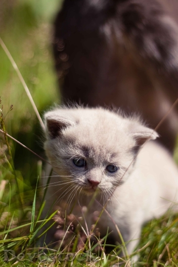 Devostock Animal Pet Kitten 12181 4K